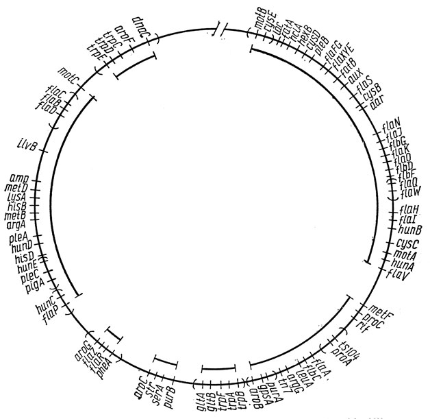 . 8.4.   Caulobacter crescentus [4, 10]: aar -   ; aux -  ; fat -    ; flaA-I, N-Z -  ; flaJ,K -      ; hun -  ; hcl -   ; lac -    ; mot -  ; ple -     .           ,    RP4.    -    30-