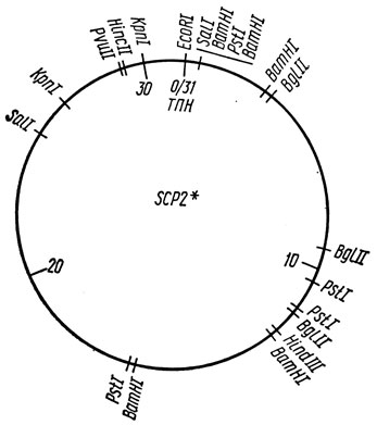 . 10.31.    SCP2* Streptomyces coelicolor A3 (2) [10, 37]