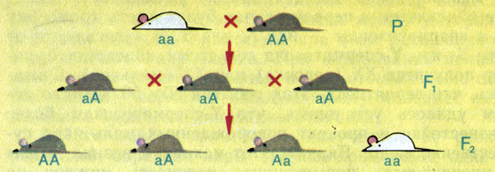 Рис. 1. Схема наследования признаков. При скрещивании мышей, гомозиготных по рецессивному (аа) и доминантному (АА) аллелям, гибриды первого поколения имеют доминантный признак (серый цвет). Во втором поколении рецессивный признак выщепляется в среднем в 25% случаев