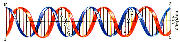 Рис. 4. Строение молекулы ДНК
