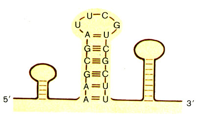 Рис. 8. 'Шпильки', образуемые полинуклеотидной цепью РНК