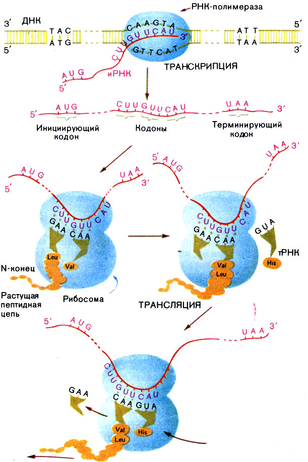 Рис. 12. Схема транскрипции (синтеза РНК на и трансляции (синтеза белка на рибосоме)
