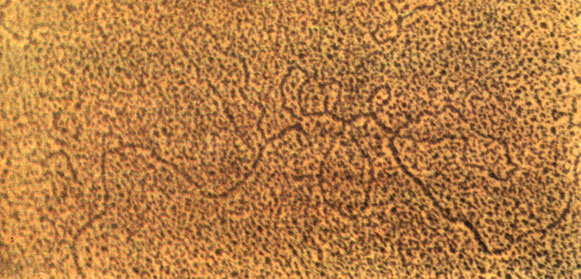 Рис. 16. Гибридизация гена белка овальбумина с и РНК этого белка. На микрофотографии показано, как гибрид (ДНК-РНК) выглядит под электронным микроскопом. Ниже приведина схема, объясняющая эту микрофотографию