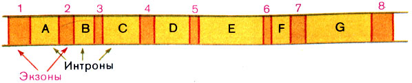 Рис. 19. Схема строения гена овальбумина. Цифрами обозначены кодирующие последовательности - экзоны, гибридизирующие с иРНК. Буквами обозначены некодирующие вставки - интроны, которые образуют петли (см. рис. 16)