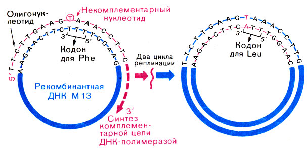 Рис. 34. Схема олигонуклеотид-направляемого мутагенеза гена, встроенного в однотяжевую ДНК фага М13