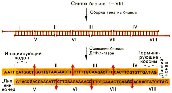 Рис. 37. Сборка синтетического гена гормона соматостатина