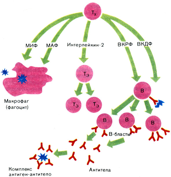 Рис. 38. Упрощенная схема работы системы иммунного ответа. Командное положение в ней занимают 'клетки-помощники' - лимфоциты - 'хелперы' (Тх), размножающиеся в тимусной железе - органе иммунитета. Именно эти клетки вырабатывают вещества, стимулирующие деятельность других лейкоцитов. Одни вещества - интерлейкины - активируют макрофаги, которые захватывают бактерии и опухолевые клетки (сокращенно МИФ и МАФ: один фактор подавляет миграцию макрофагов, второй - усиливает). Другие интерлейкины активируют тимусные эффекторные лейкоциты (Тэ), непосредственно присоединяющиеся к антигенам. Наконец, внеклеточные ростовые и дифференцирующие факторы (ВКРФ и ВКДФ) запускают в действие лимфоциты, синтезируемые в костном мозгу из предшественников В-бластов. В-клетки поставляют в кровь антитела - защитные белки- иммуноглобулины