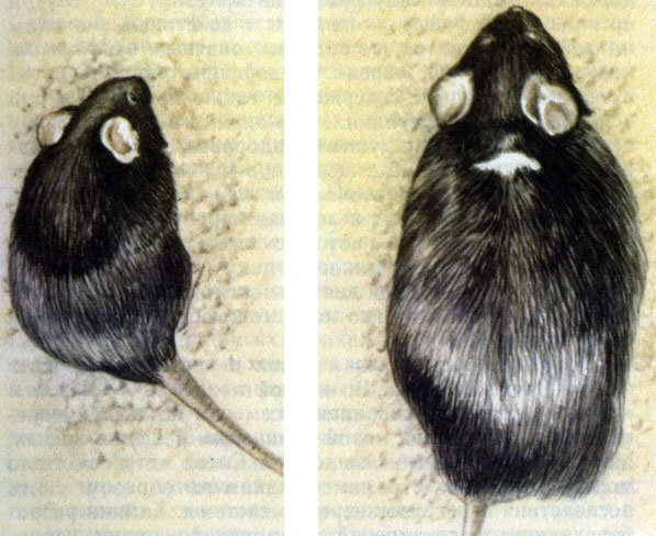 Рис. 40. Нормальная мышь (слева) и мышь, которой ввели гормон роста крысы. Гормон роста ввели следующим образом: нужный фрагмент ДНК крысы присоединили к регуляторным мышиным последовательностям и поместили в яйцеклетку мыши. Мыши с рекомбинантным геном на 20-80% крупнее обычных мышей; их называют супермышами