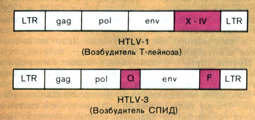 Рис. 42. Схема строения геномов вирусов Т-клеточного лейкоза и иммунодефицита