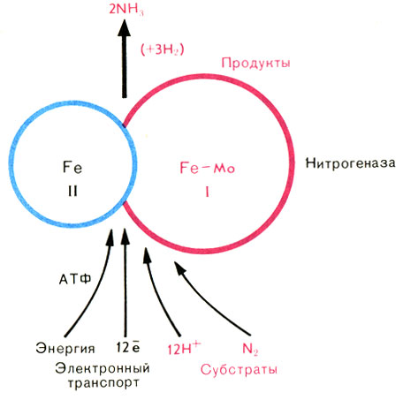 Рис. 44. Схема работы нитрогеназы