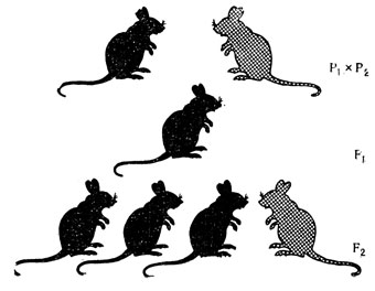 Менделевское расщепление 3:1 у мышей