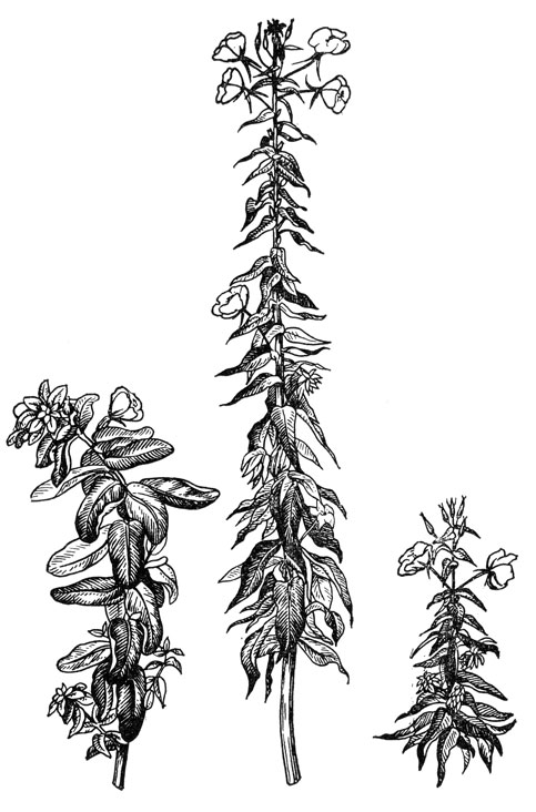 Энотера (в центре нормальное растение, слева и справа мутанты де Фриза)
