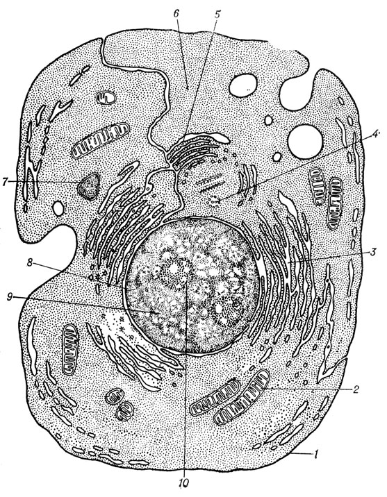 Строение клетки: 1 - оболочка; 2 - митохондрии; 3 - эндоплазматический ретикулум; 4 - ценросомы; 5 - аппарат Гольджи; 6 - цитоплазма; 7 - лизосомы; 8 - оболочка ядра; 9 - ядро; 10 - ядрышко