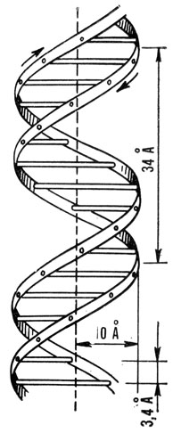 Модель двунитчатой спиральной молекулы ДНК