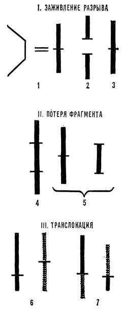 Разрывы хромосом под влиянием облучения рентгеновскими лучами и некоторые из их возможных последствий: 1 - произошел разрыв; 2 - хромосома разбилась на фрагменты; 3 - разрыв зажил; 4 - два разрыва произошли в одной и той же хромосоме; 5 - разорванные концы склеились, средняя часть выпала и, вероятно, будет утеряна в одном из последующих клеточных делений; б - в каждой из двух хромосом произошел один разрыв; 7 - разорванные хромосомы обменялись кусками