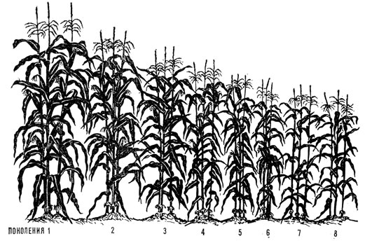 Влияние инбридинга на развитие кукурузы (1-8-й год самоопыления)