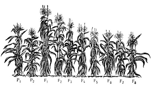 Гетерозис у кукурузы при скрещивании самоопыленных линий (P1 и Р2) и его падение со второго поколения (F2)