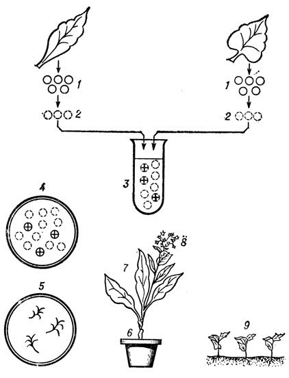 Получение парасексуальных гибридов у растений табака: 1 - клетки двух родительских видов в виде протопластов; 2 - клетки, вешенные в NaN03; 3 - центрифугирование смеси клеток; 4 - рассеветок на агаре; 5 - рост гибридных клеток; 6 - подвой родительского да; 7-8 - прививка парасексуального гибрида; 9 - проростки из семян привоя, повторяющие амфидиплоид, полученный половым путем