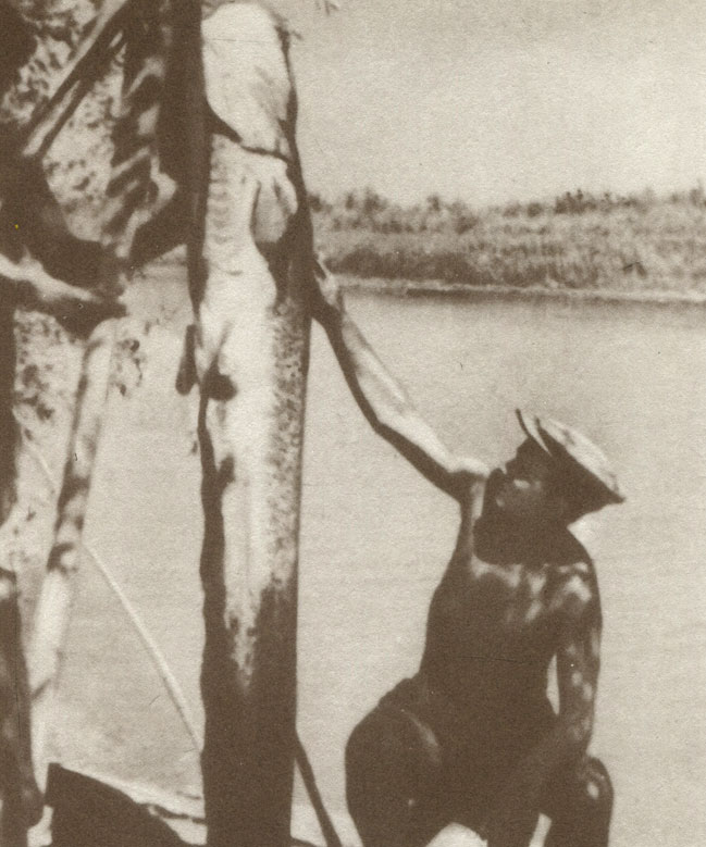 'Много рыбы водилось в реке Урал в 30-х годах. Немало жирных сазанов, лещей, судаков ловили мы на спиннинг и на удочки. А вот такого сома с А. И. Паниным нам удалось взять только один раз летом 1936 года. Сом весил 62 килограмма и был длиной два метра и два сантиметра'