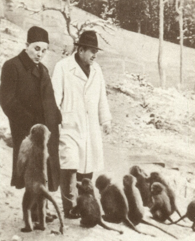 При проведении работ по радиационной генетике обезьян в Сухумском обезьяньем питомнике. 1962 год