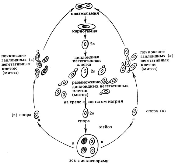 . II.7.    (Saccharomyces cerevisiae)