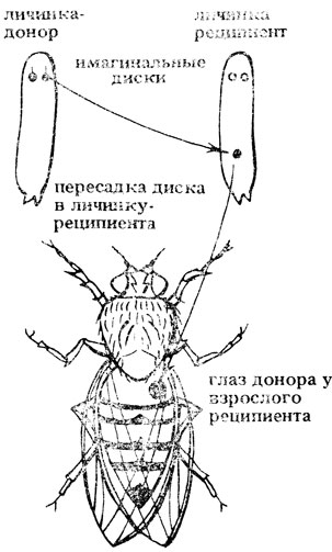 . IV.3.      (Drosophila melanogaster)