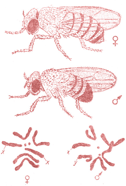 . 12.  (Drosophila melanogaster)   . ♂ - ; ♀ - 