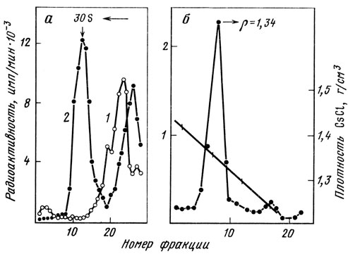 . 38.      .  -  30S-     30S-,  [14]  ,  [1251] ( ),   2 NaCl    15-30 %-    2  NaCl. 1 -  ; 2 -  ;     30S-,  ,  ;  -      CsCl (     ) .     1,34 /3  1,4 /3  30s-.