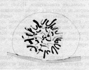 Рис. 2.1. Одно из первых изображений митоза в сперматогониях [543]