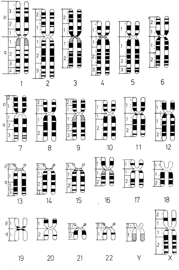 Рис. 2.11. Рисунок сегментации в соответствии с Парижской номенклатурой (G-, Q- и R-сегменты). Позитивные G- и Q-сегменты и негативные R-сегменты - черные, вариабельные районы заштрихованы (Paris Conference, 1971, [468].)