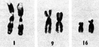 Рис. 2.12. Гетероморфизм конститутивного гетерохроматина во вторичной перетяжке хромосом 1, 9, и 16; C-метод [406]