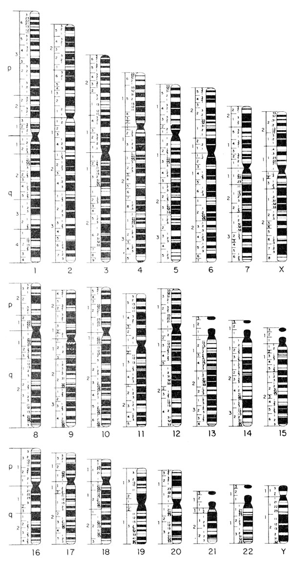 Рис. 2.16. Схема, иллюстрирующая сегментацию хромосом человека (1700 сегментов). Широки темные и белые полосы это G-позитивные и G-негативные сегменты, видимые в прометафазе (стадия 850 сегментов), пунктирные линии соответствуют сегментам, различимым в средней профазе (стадия 1700 сегментов). (По Yunis, Hum. Genet., 56, p. 296, 1980.)