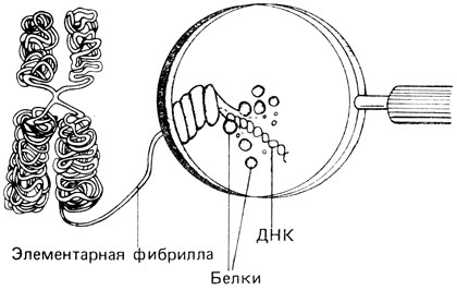 Рис. 2.17. Схематическое изображение хромосомы на стадии метафазы. (Buselmaier, Biologie fur Mediziner, 1985.)