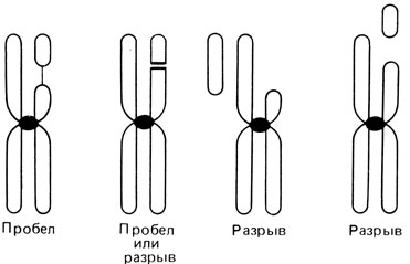 Рис. 2.36. Определение хромосомного пробела и разрыва. Пробел - отдельные сегменты не смещены, между ними может даже сохраниться связь. Если эта связь отсутствует, трудно решить, с чем мы имеем дело, с разрывом или пробелом. Две правые хромосомы демонстрируют разрывы с разной локализацией отделившихся сегментов. (Courtesy of Dr.T.M. Schroeder-Kurth.)