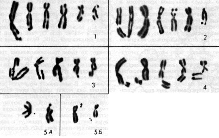 Рис. 2.37. Различные типы хромосомных пробелов и разрывов. 1. Хроматидные пробелы. 2. Изохроматидные пробелы. 3. Хроматидные разрывы. 4. Изохроматидные разрывы. 5. Микрофрагменты одиночные (А), двойные (Б) [212]