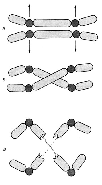 Рис. 2.42. Дицентрическая хромосома в анафазе митоза. А. Обе центромеры направляются к одному и тому же полюсу; хромосомы остаются интактными. Б. Центромеры направляются к противоположным полюсам. Образуются анафазные мосты. В. Хромосомы разрываются