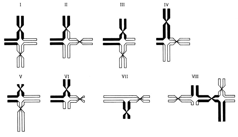 Рис. 2.43. Классы обменов, возникающих после транс локации в фазе G2. В обмене участвуют две гомологичные хромосомы. I. Альтернативное положение центромер; обмен фрагментами равной длины. II. Смежное положение центромер; обмен фрагментами равной длины. III. Альтернативное положение центромер; обмен фрагментами разной длины. IV. Смежное положение центромер; обмен неравными фрагментами. В обмене участвуют две негомологичные хромосомы. V. Альтернативное положение центромер. VI. Смежное положение центромер. VII. Трирадиальная конфигурация (необходима утрата фрагментов). Комплекс негомологичных хромосом (больше двух). VIII. Пример фигур с тремя хромосомами