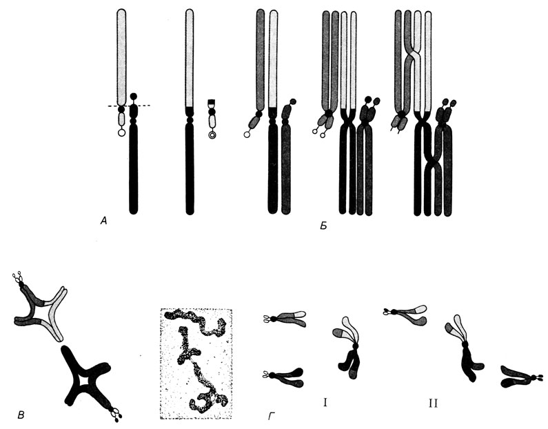 Рис. 2.46. А. Возможное происхождение хромосомы, несущей D/D-транслокацию и варианты ее спаривания с двумя гомологичными хромосомами во время мейотической профазы. Б. Транслокационная хромосома и два ее гомологичных партнера после репликации без кроссинговера (слева) и с кроссинговером (справа). В. Теоретически ожидаемые результаты транслокации (тривалент) в диакинезе и метафазе I (слева) и сравнение их с действительно наблюдаемой картиной (справа). Г. Хромосомы, участвующие в образовании тривалента, вероятно, распределяются по дочерним клеткам на два класса, дающие разные типы сбалансированных (I) и несбалансированных (II) гамет [405]