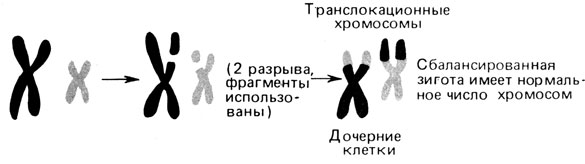 Рис. 2.60. Реципрокная транслокация. Сбалансированная зигота имеет 46 хромосом; в двух хромосомах видны комплементарные структурные аномалии