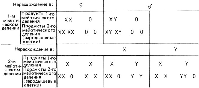 Рис. 2.71. Генотип половых клеток при нерасхождении X- и Y-хромосом в первом и втором мейотическом делении. Подробности см. в тексте