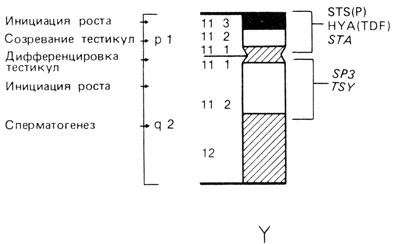 Рис. 2.72. Слева: функции, аномалии которых отмечены у больных с аберрациями Y-хромосомы [315]. Справа: локализация Y-специфических зондов ДНК (из каталога McKusick 1985)