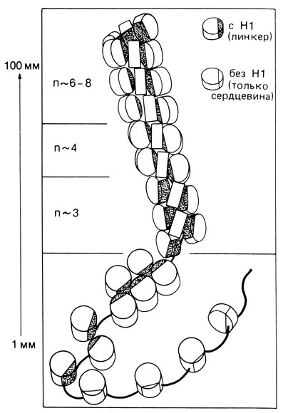 Рис. 2.81. Схематическое изображение нуклеосомной структуры хроматина: в опытах in vivo структура зависит от концентрации соли. При 100 ммоль NaCl на одном витке хроматиновой нити умещается 6-8 нуклеосом (вверху). При снижении концентрации соли остается только 3-4 нуклеосомы на виток (в центре). В отсутствие соли нуклеосомы мало контактируют одна с другой. (По Küppers, Molekulare Genetik, 3rd, ed., 1982.)