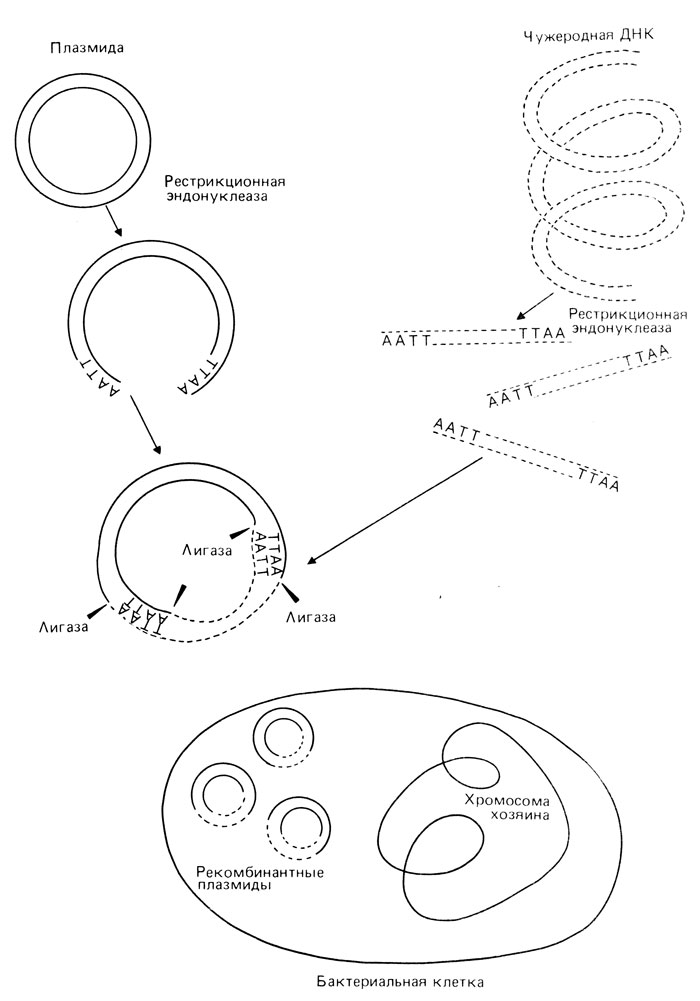 Рис. 2.84. Принцип введения чужеродной ДНК в бактериальную плазмиду с использованием эндонуклеазы RI [2397]