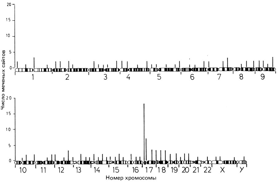 Рис. 2.87.Распределение зерен серебра в 36 метафазах после гибридизации с кДНК-зондом тяжелой цепи миозина. Гистограмма построена по результатам анализа, основанного на разделении гаплоидного кариотипа человека на 110 равных отрезков (хромосомы изображены как одна квазинепрерывная последовательность). Число меченых участков указано для каждого сегмента. Обнаружен кластер зерен в коротком плече хромосомы 17. (По [482].)