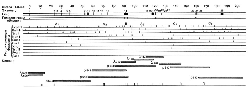 Рис. 2.92. Ген фактора VIII. Открытая полоса: ген, внутри полосы закрашены 26 экзонов. Нижний ряд линий: расположение сайтов узнавания 10 рестрикционных эндонуклеаз, использованных для идентификации. Серые прямоугольники представляют длину ДНК человека, содержащейся в каждом клоне космиды (p) и λ-фага (По Gitshier et al., Nature 312, p. 327, 1984.)