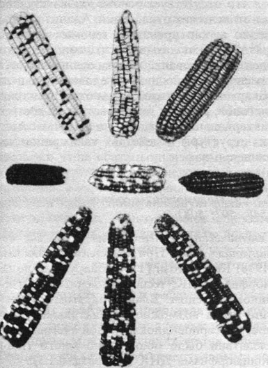 Рис. 2.93. Разновидности гибридной кукурузы. (По Singleton, Elementary Genetics, Princeton etc.: Van Nostrand, 1962.)