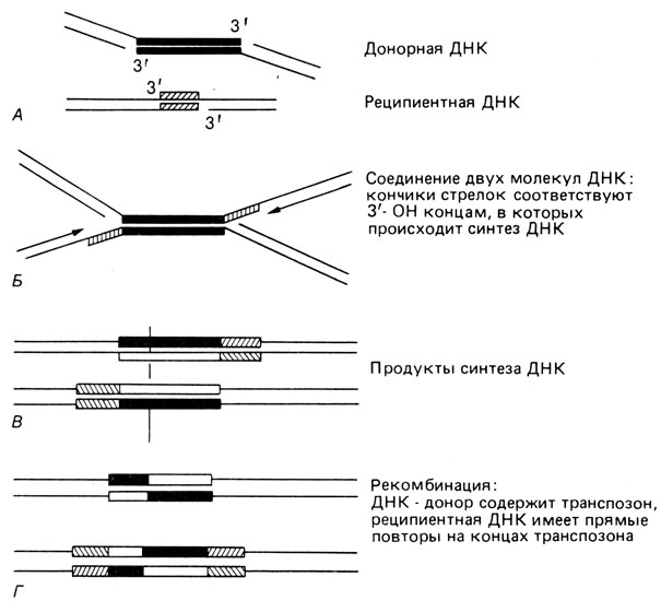 Рис. 2.95. Схема, поясняющая механизм транспозиции. На двух концах транспозона (или Is-элементов; темные сегменты в молекуле ДНК сверху) двухцепочная ДНК разрезается рестриктазой (А). Таким же способом открывается с противоположного конца реципиентная ДНК (Б); затем репликация ДНК приводит к удвоению транспозона и фланкирующих последовательностей реципиентной молекулы (В); наконец, происходит рекомбинация, (Г) ДНК-донор содержит транспозон; реципиентная ДНК имеет транспозон и фланкирующие последовательности, состоящие из прямых повторов. (По Shapiro, Proc. Note Acad. Sci. USA, 76, 1933, 1979.)