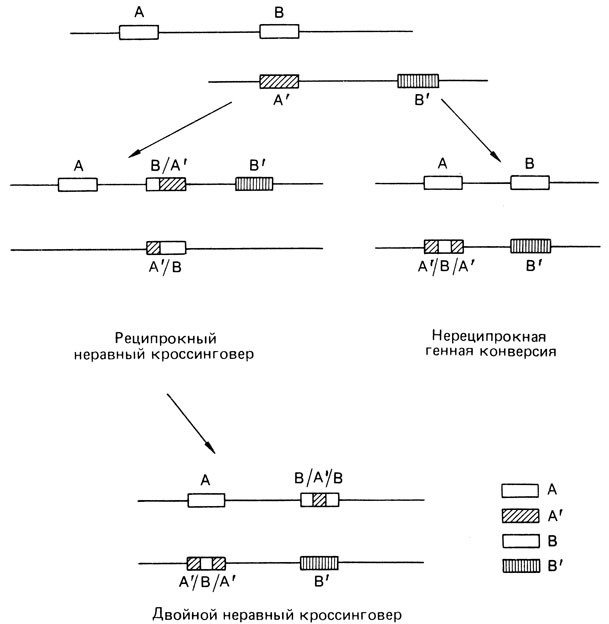 Рис; 2.97. Генная конверсия VS. Двойной неравный кроссинговер. Гомологичные гены А, А′, также как и В, В′, расположены тандемно. Вследствие гомологии В незаконно выстраивается против А′. Рекомбинация в пределах гена приводит к утроению гена (А, В/А′, В) на одной нити и к делеции (А/В) на другой. В следующем поколении у индивида, являющегося двойной гетерозиготой по утроенному и единичному гену (как показано), может произойти неравный кроссинговер, в результате которого образуются изображенные на рисунке генные продукты. При генной конверсии имеет место прямое 'внедрение' части гена В в ген А′. Это событие нереципрокное, и нить, несущая гены А и В, остается неизмененной. Гаплотип, возникающий вследствие конверсии, идентичен гаплотипу, возникающему вследствие двойного кроссинговера. Поскольку оба рекомбинационных продукта нельзя обнаружить у человека, генную конверсию невозможно отличить от двойного кроссинговера. Однако статистически единичное событие конверсии намного более вероятно, чем событие, нуждающееся в двух кроссинговерах