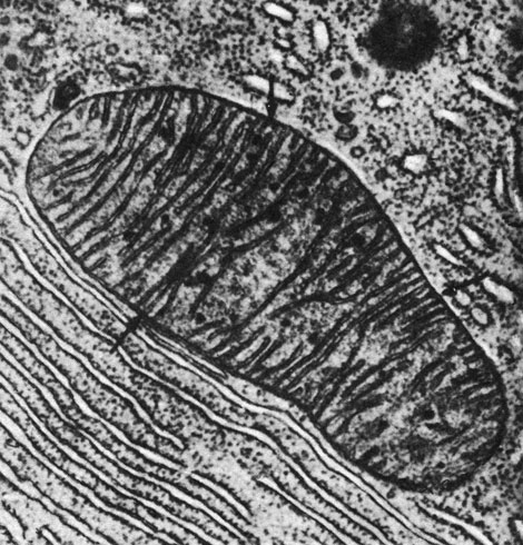 Рис. 2.98. Электронно-микроскопическая фотография митохондрии при увеличении × 53000. Стрелки указывают на наружную и внутреннюю мембрану. (По Nielsen et al., Fundamental concepts of Biology, New York, Wiley, 1970.)