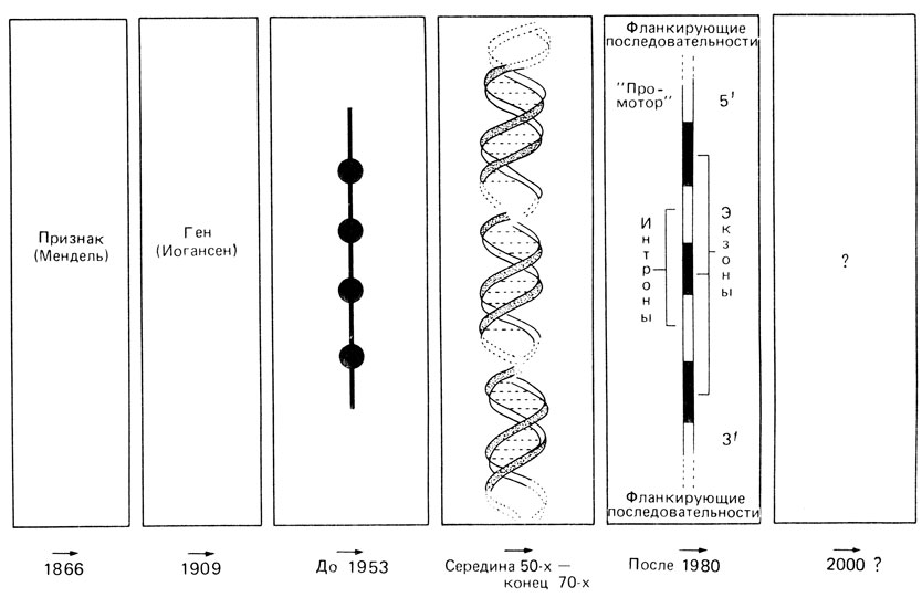 Рис. 2.100. Историческое развитие концепции гена. Гены были постулированы Иогансеном. Они заменили в наших представлениях наследственные 'задатки' Менделя, которые, по его мнению, ответственны за передачу признаков. Обнаружение сцепления генов в хромосомах привело к модели 'бусинки на нити', согласно которой гены (бусинки) нанизаны на хромосому (нить). Материальная основа гена оставалась неизвестной. Важнейшим этапом в развитии концепции гена было открытие того факта, что за передачу наследственной информации в клетке ответственна ДНК. Геном стали считать специфическую последовательность ДНК, которая кодирует полипептидную последовательность (три нуклеотида детерминируют одну аминокислоту). Вскоре было показано, что единица, определяющая свойства полипептида (цистрон), отличается от единицы рекомбинации (рекон) и от единицы мутации (мутон). Мутон соответствует одному основанию. Затем было обнаружено, что определенные участки ДНК не кодируют белки, а выполняют, по-видимому, регуляторную роль. Было показано также, что структурные гены прерываются некодирующими последовательностями (нитронами). Кодирующие последовательности структурных генов назвали экзонами. Границы фланкирующих и 'регуляторных' последовательностей (5′) и (3′) не уточнены. Следовательно, в середине 80-х гг. в структуре гена еще остается много неясного. Кодирующие и вставочные последовательности гена можно определить точно (см. также [247а])